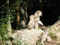 ZOO-Viden 24 srpen 2014 405.JPG